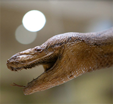 Reptil Reptil